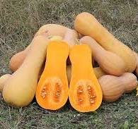 zapallo anco x unidad